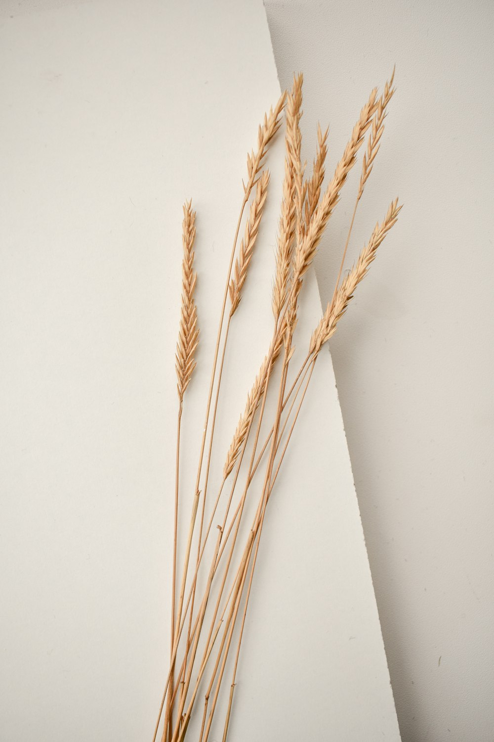 brown wheat on white surface