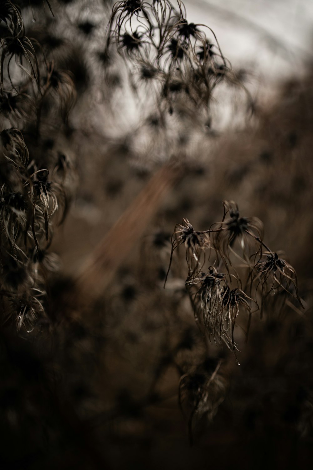 brown plant in tilt shift lens