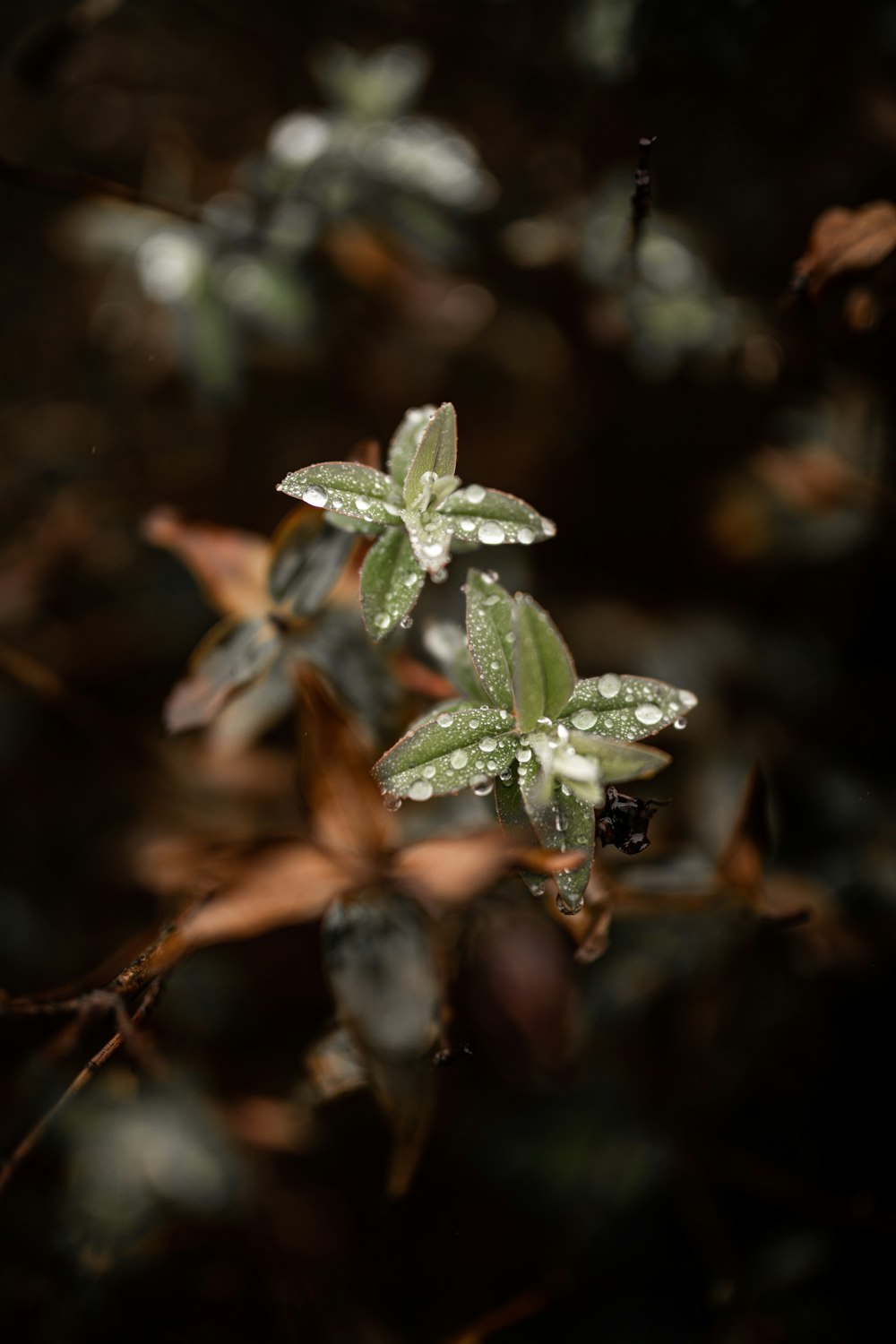 green and white plant in close up photography