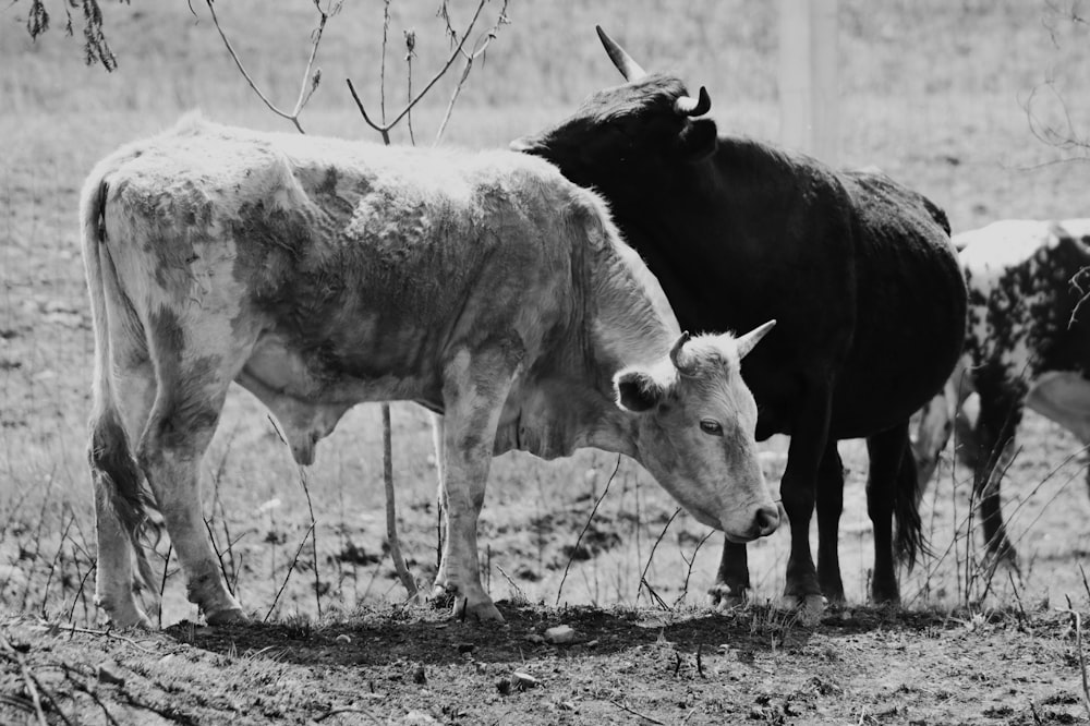 grayscale photo of cow on grass field