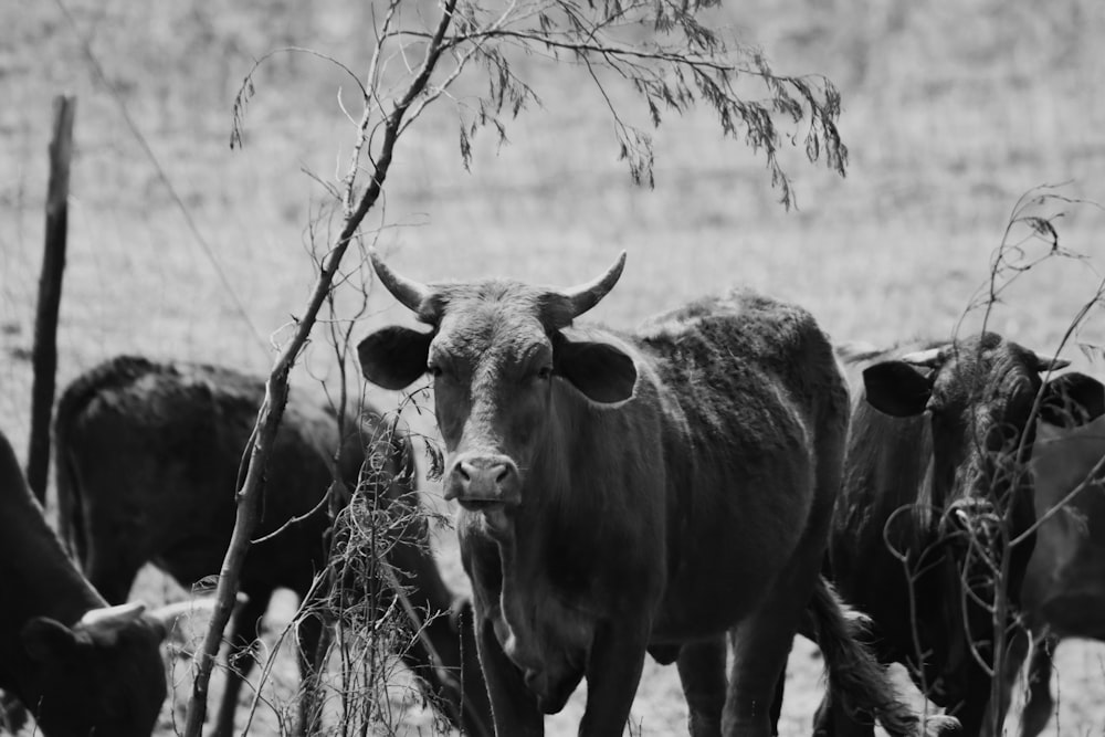 grayscale photo of cow on grass field