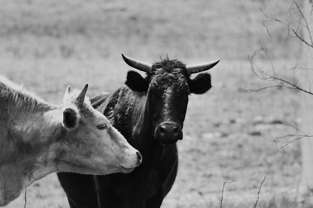 black cow on green grass field during daytime