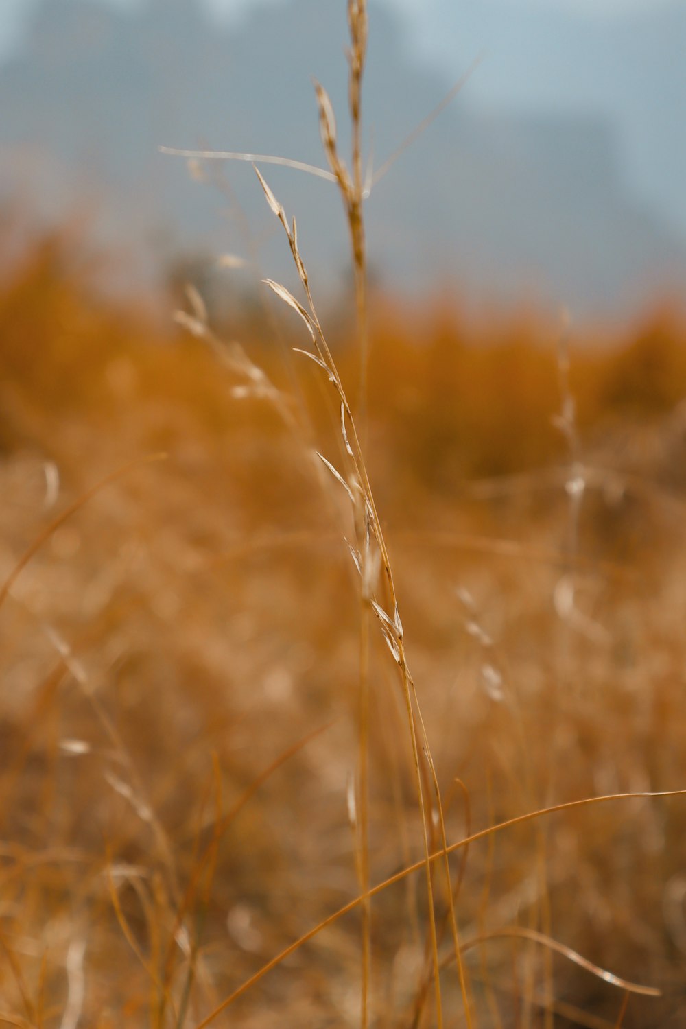 brown grass field during daytime