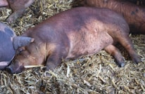 Close-up of healthy pigs resting comfortably in a clean pen.