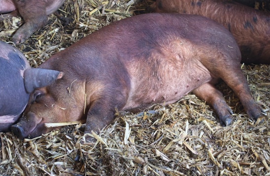 Healthy pigs resting in clean, modern farm facilities with bright natural light.