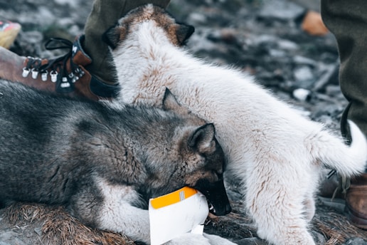 Two dogs are interacting closely; one is predominantly dark gray and lying down, while the other, lighter in color, is leaning over it. They are near a person's leg wearing sturdy hiking boots, suggesting an outdoor setting. The darker dog appears to be chewing on a piece of paper or packaging.