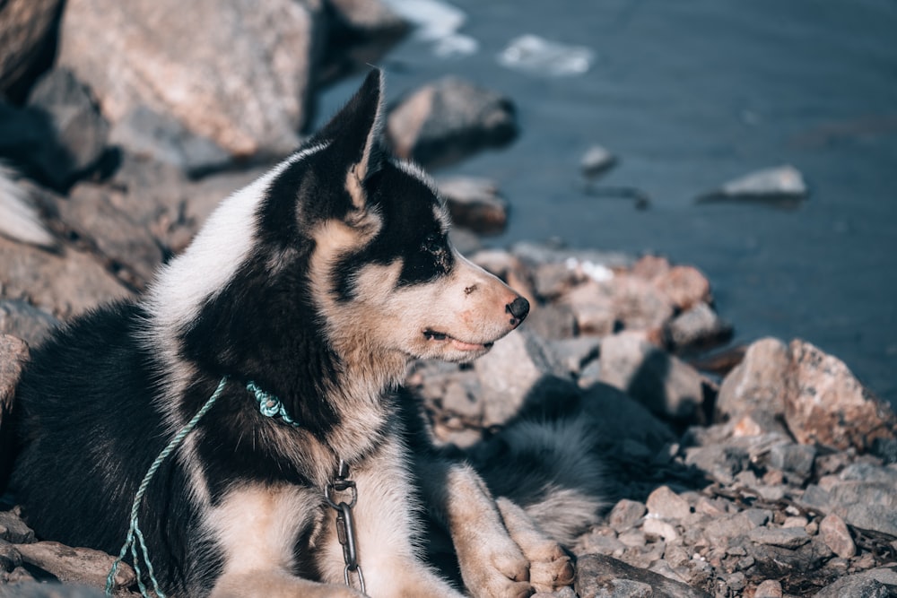 black and white siberian husky