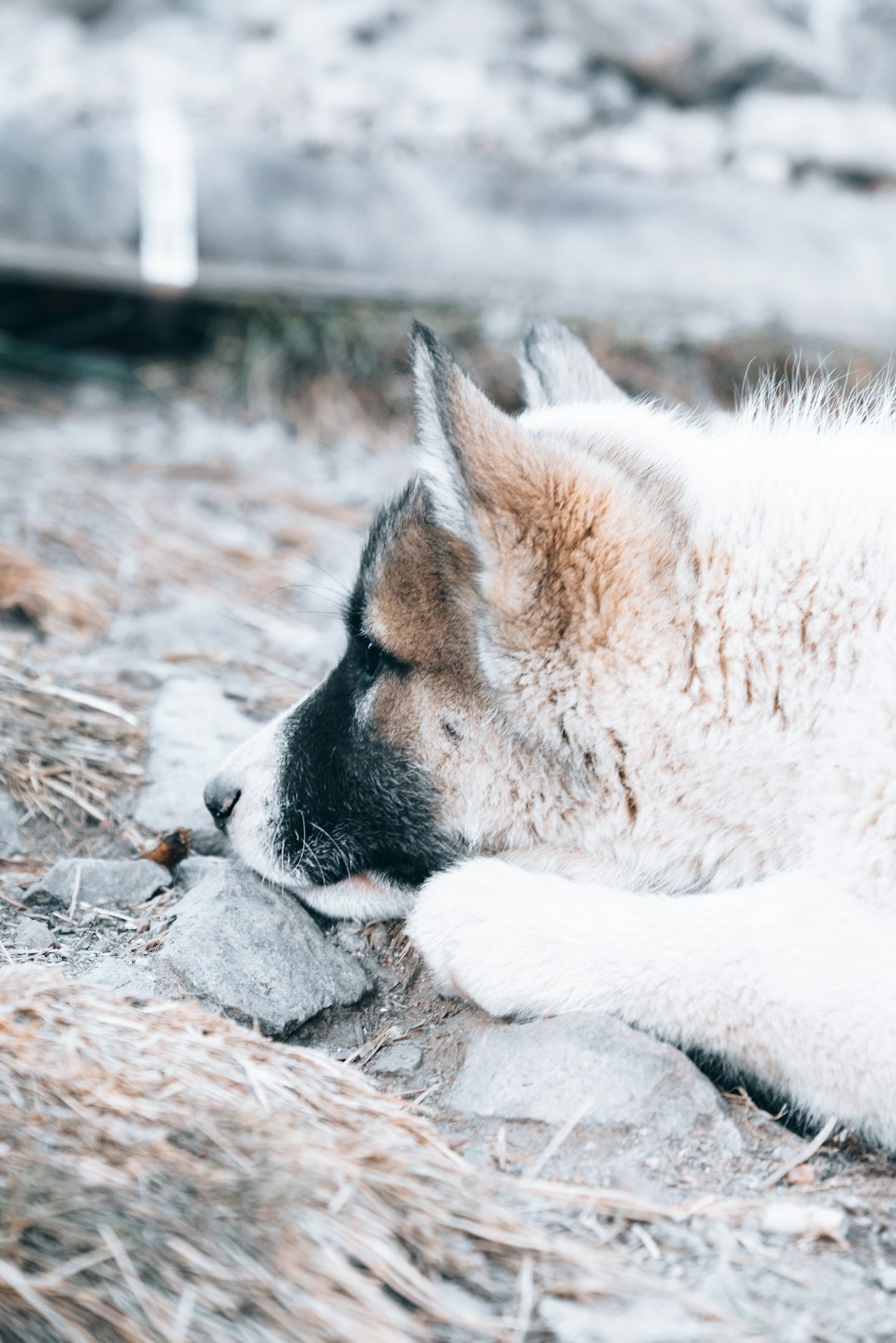 white and brown wolf lying on ground