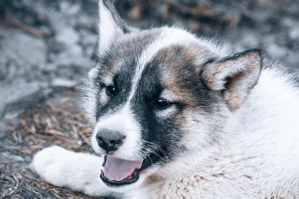 white and brown siberian husky puppy