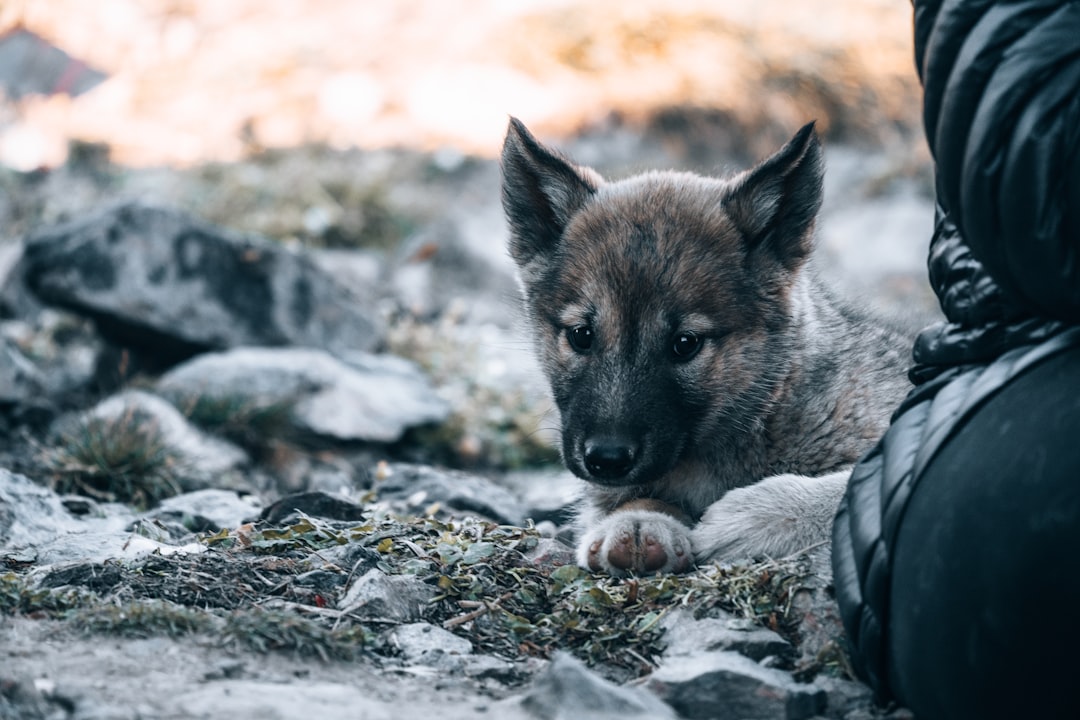 brown and black short coated dog on gray rock during daytime