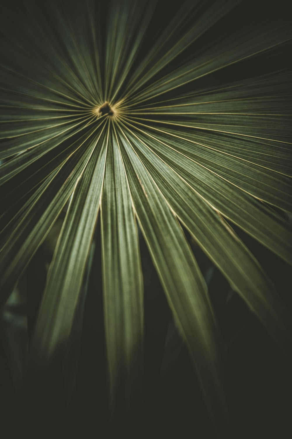 green leaf plant in close up photography