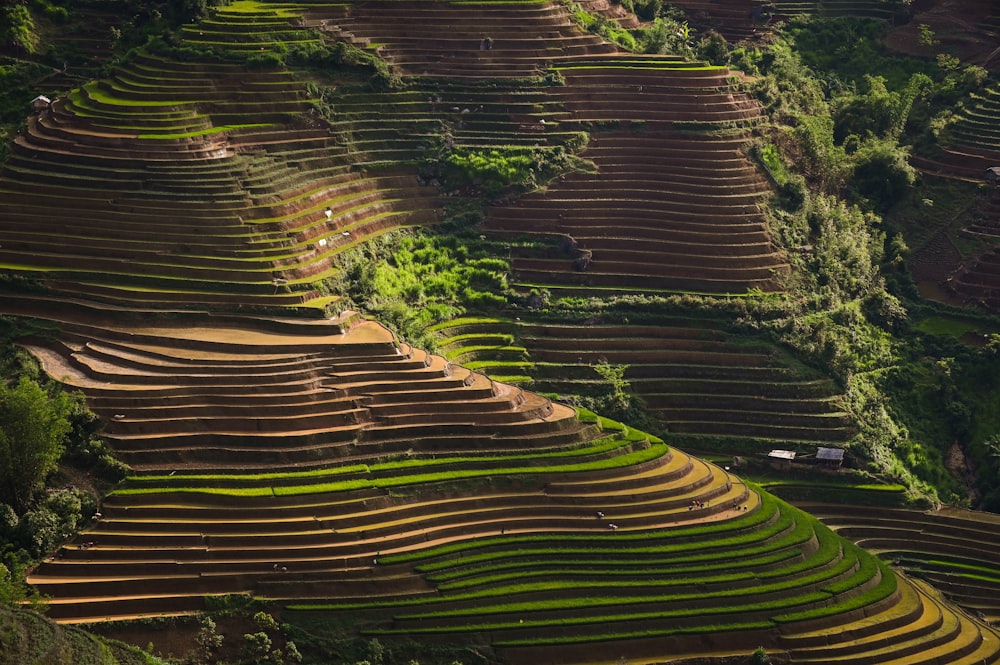 Campo de hierba verde durante el día