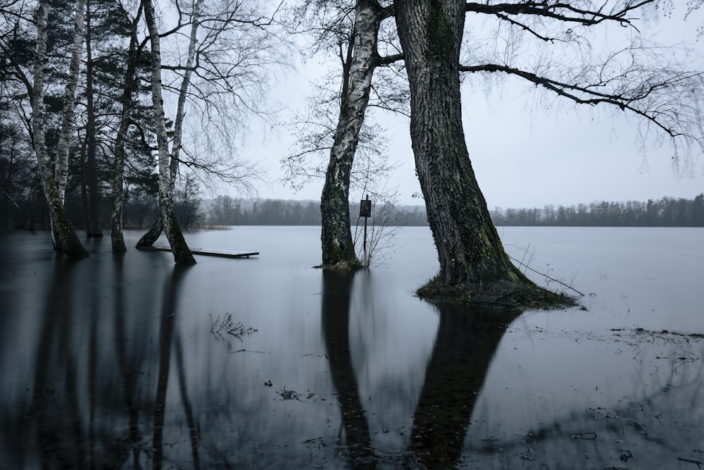 albero senza foglie sullo specchio d'acqua