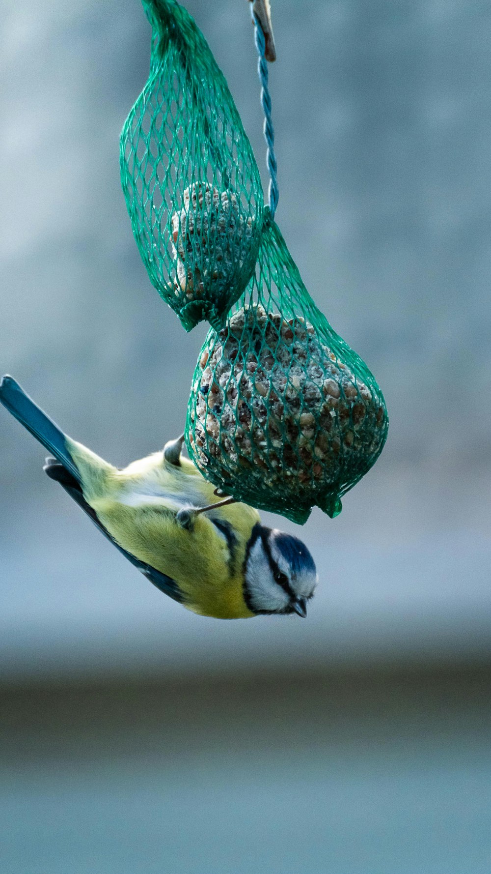 yellow green and blue bird