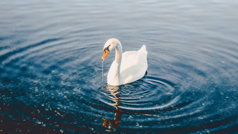 white swan on water during daytime