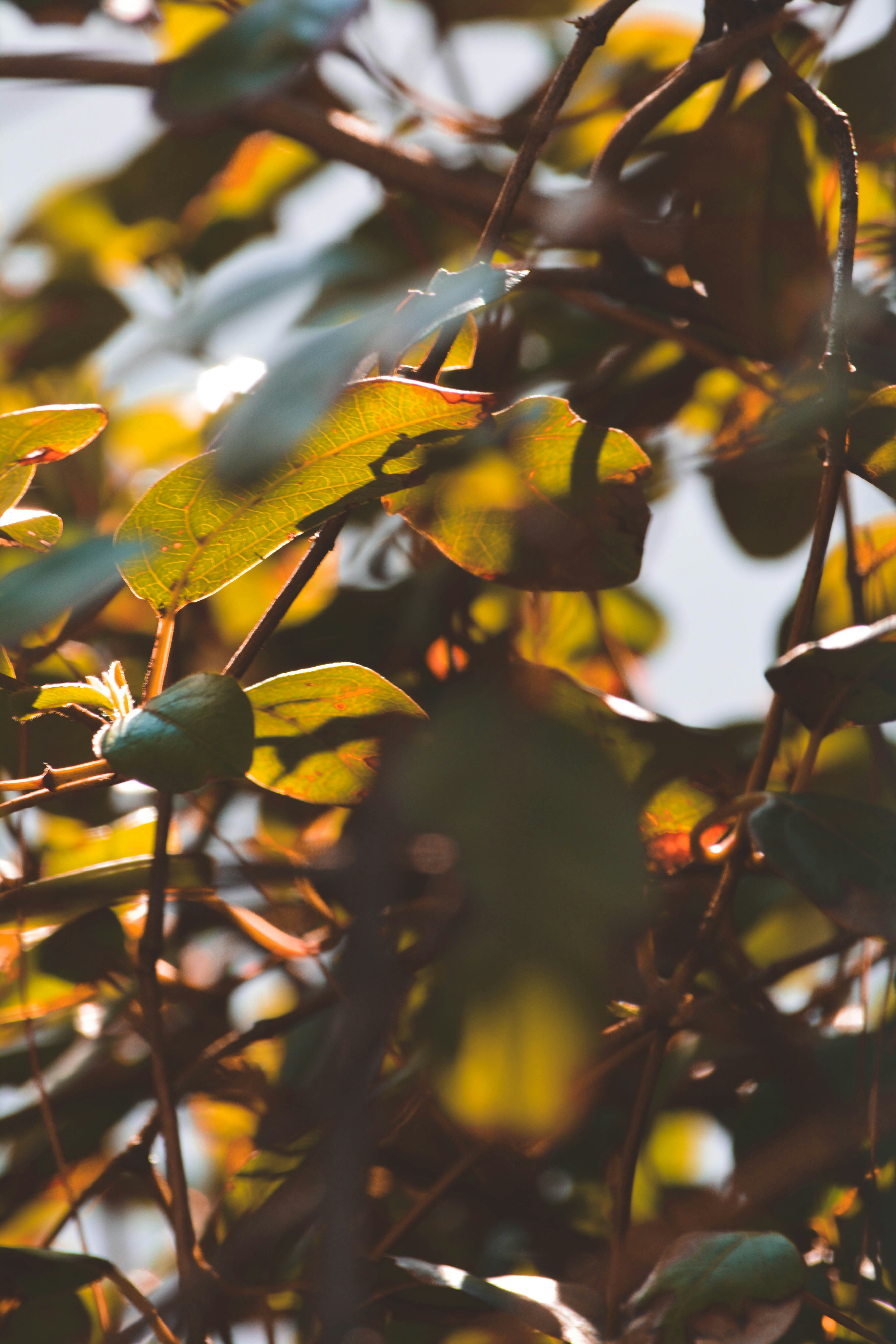 green fruit on brown tree