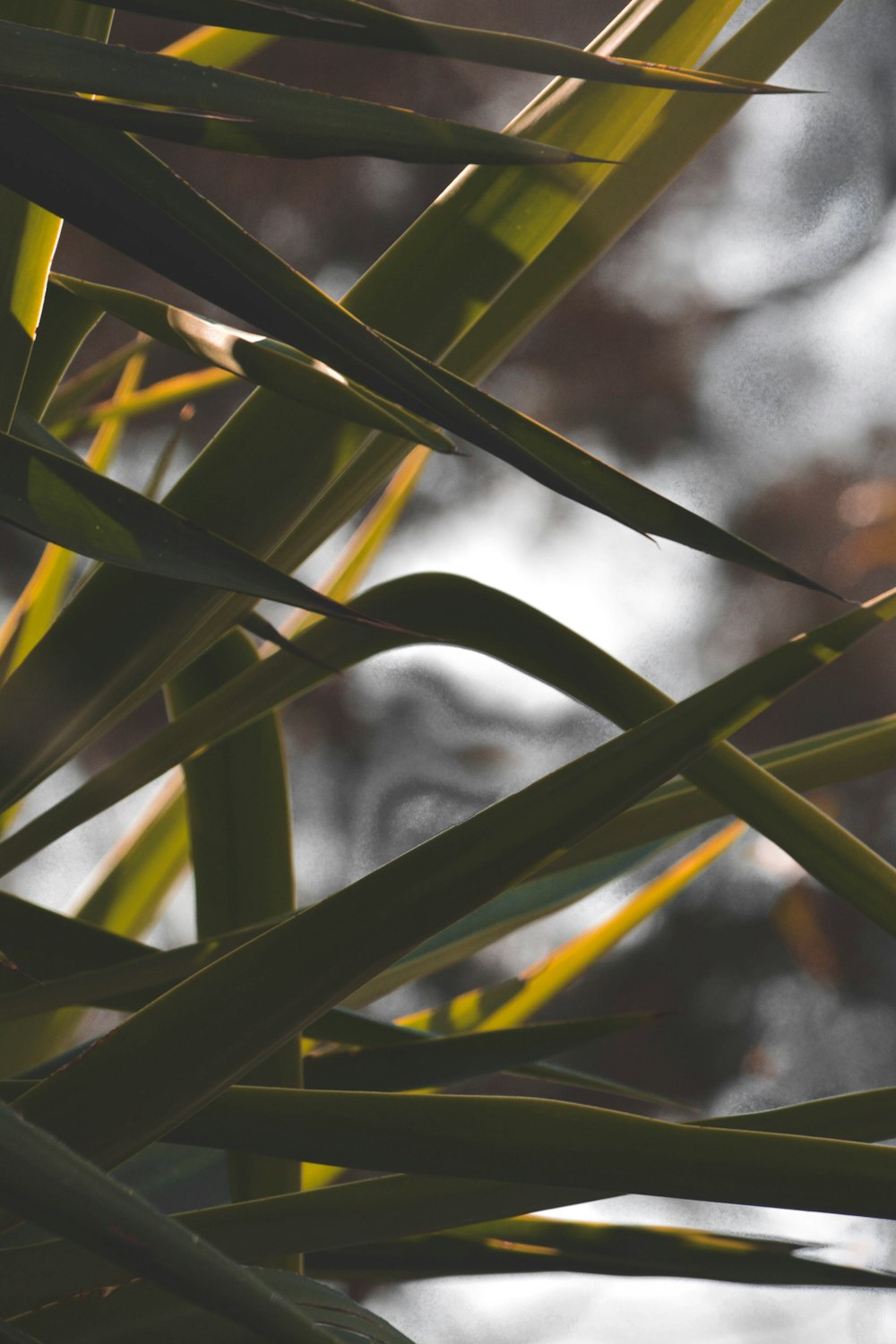 green plant in close up photography