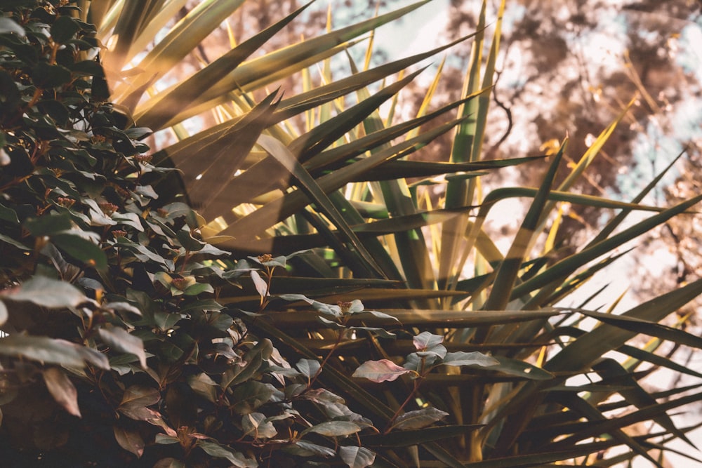 green plant on brown dried leaves