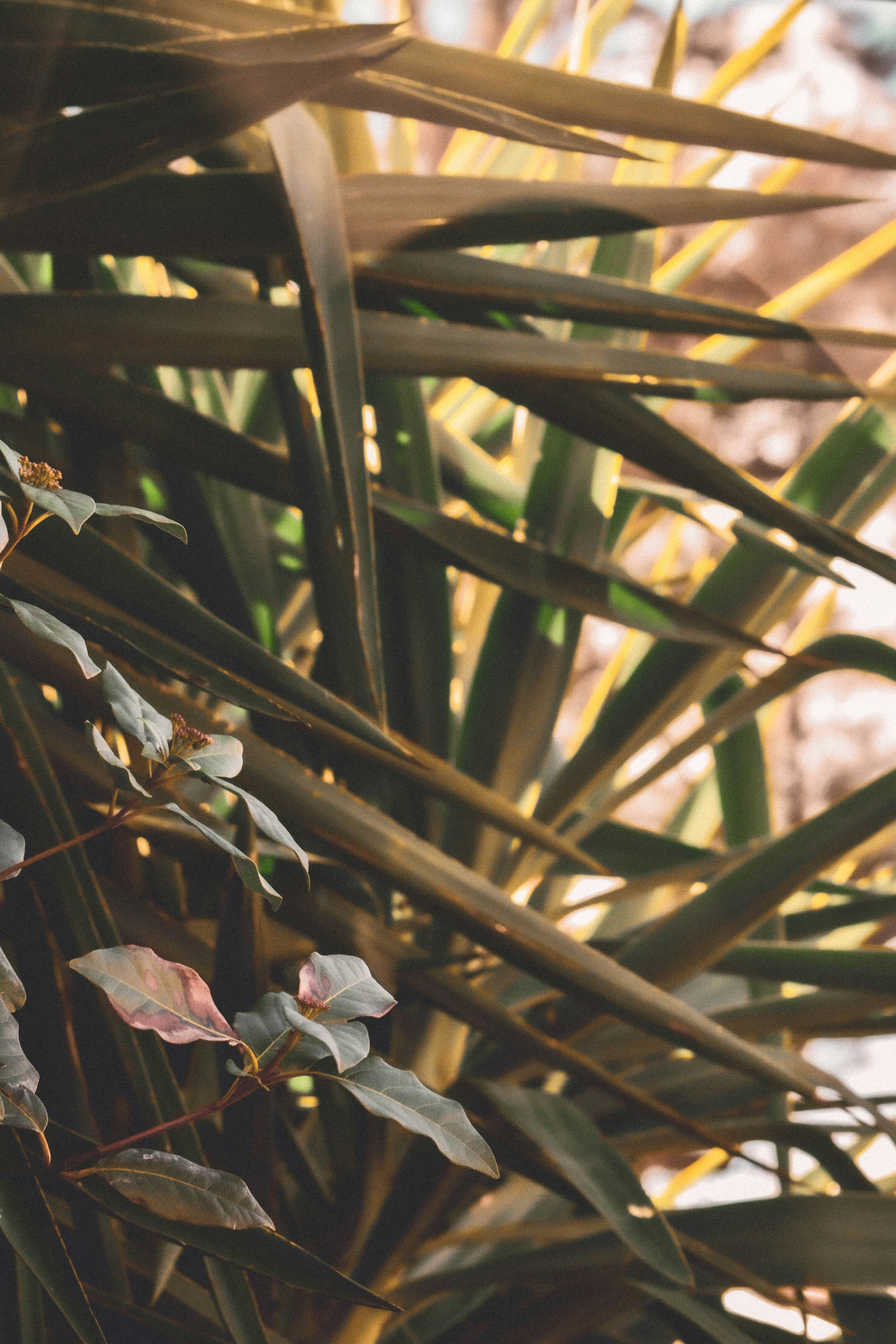 Warm Garden at Sunset