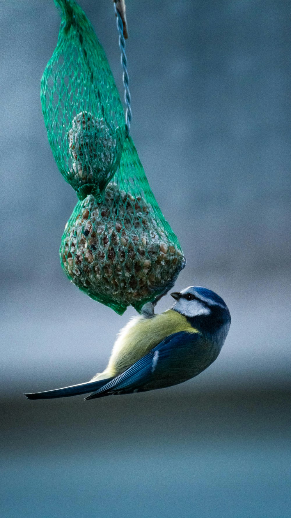 blue white and green bird