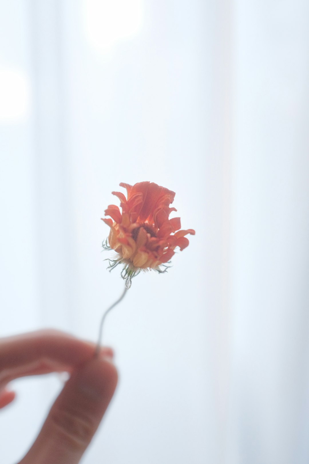 person holding orange flower in close up photography