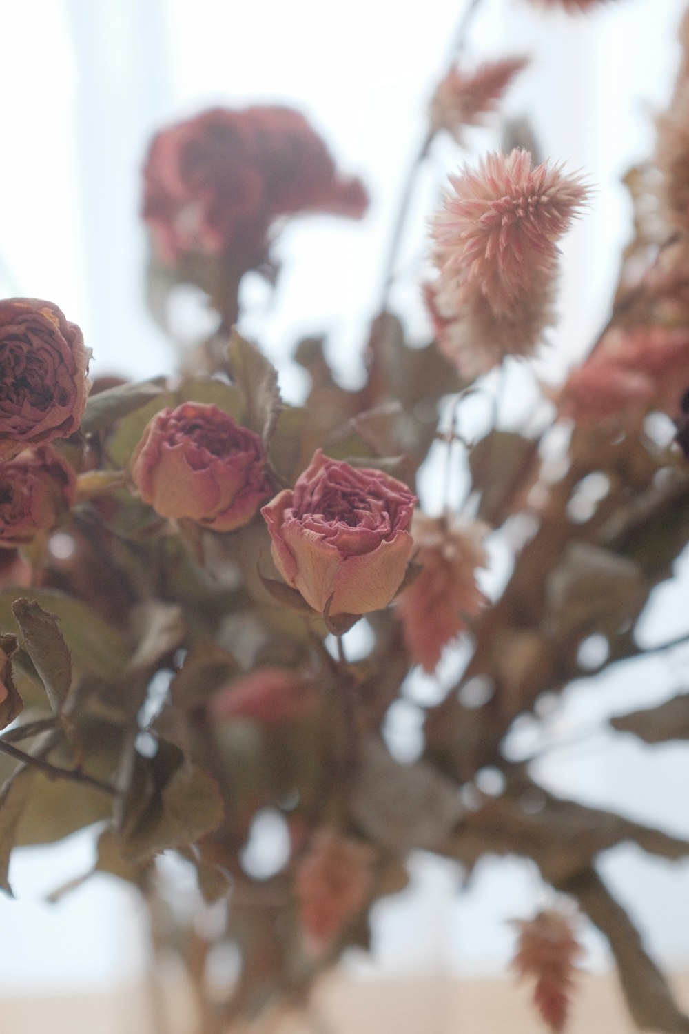 pink roses in tilt shift lens