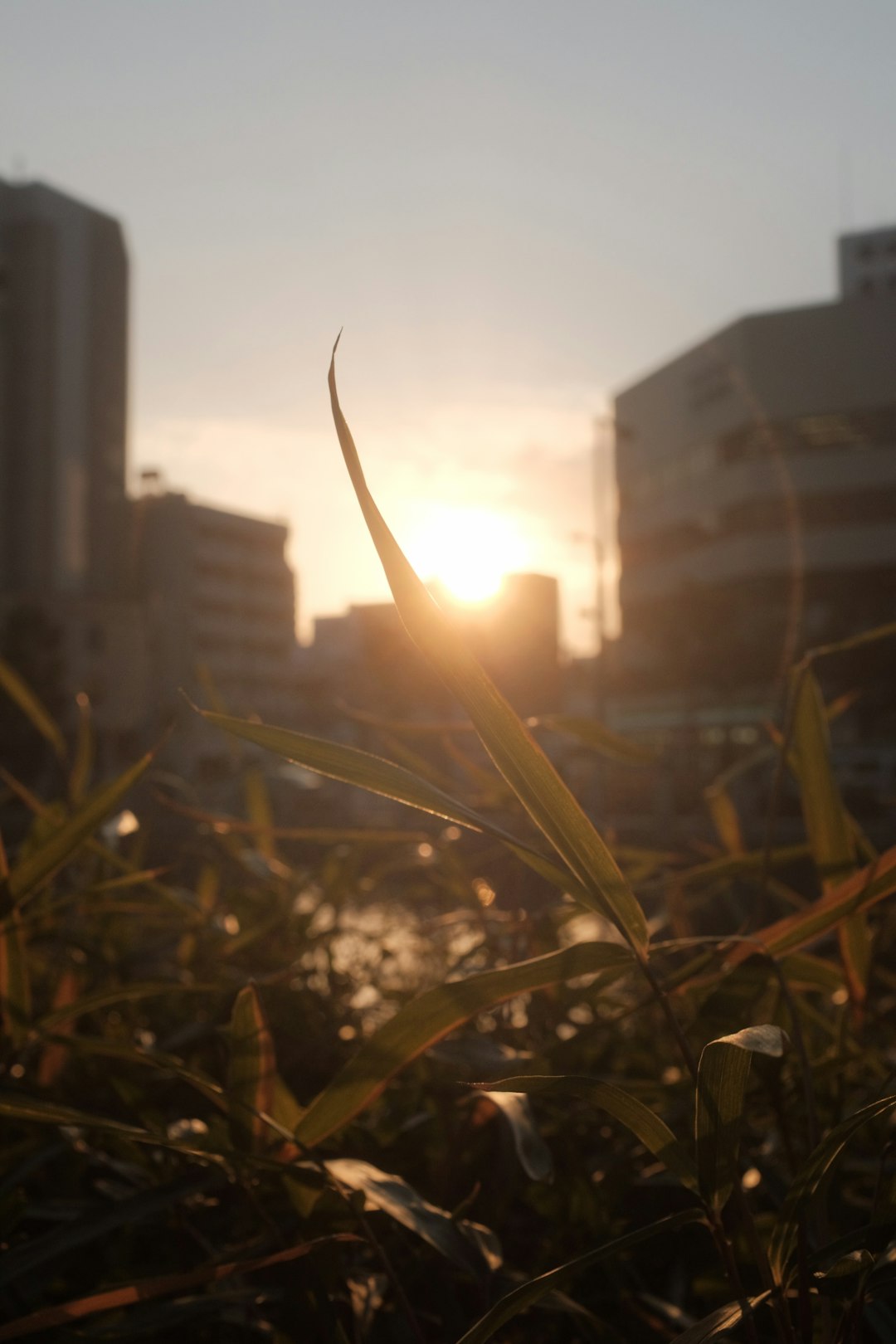 green grass near white concrete building during daytime