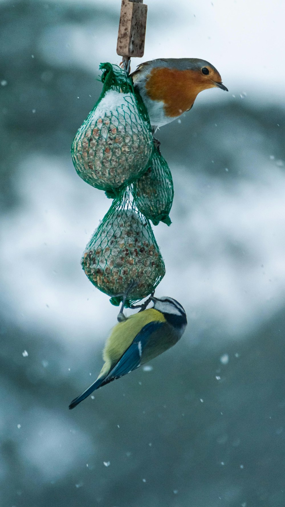 a bird hanging from a bird feeder in the snow