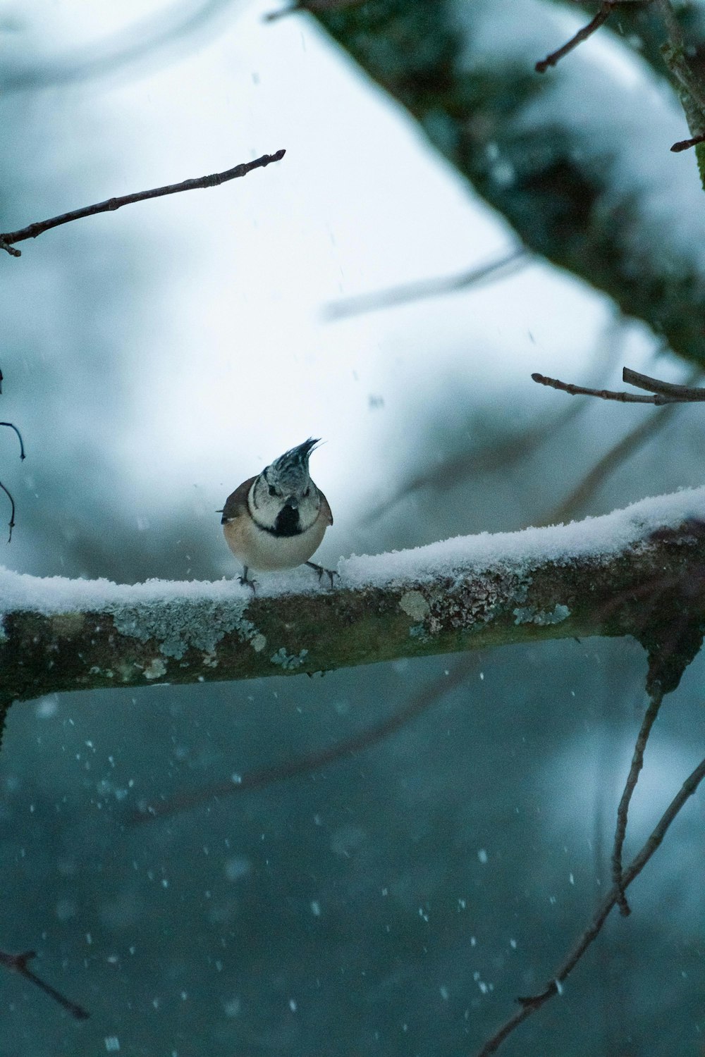white and black bird on tree branch covered with snow