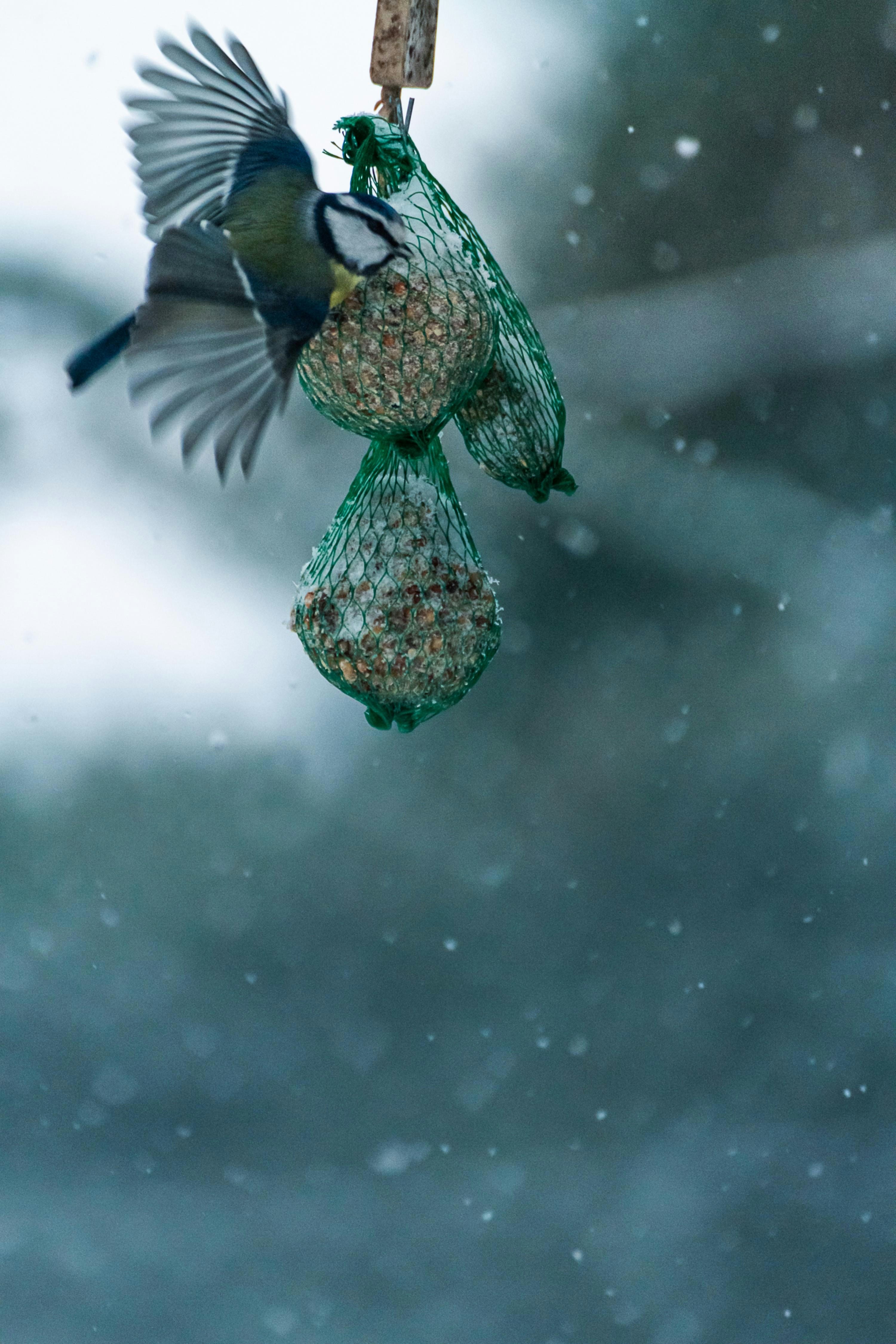 green and white bird on tree branch