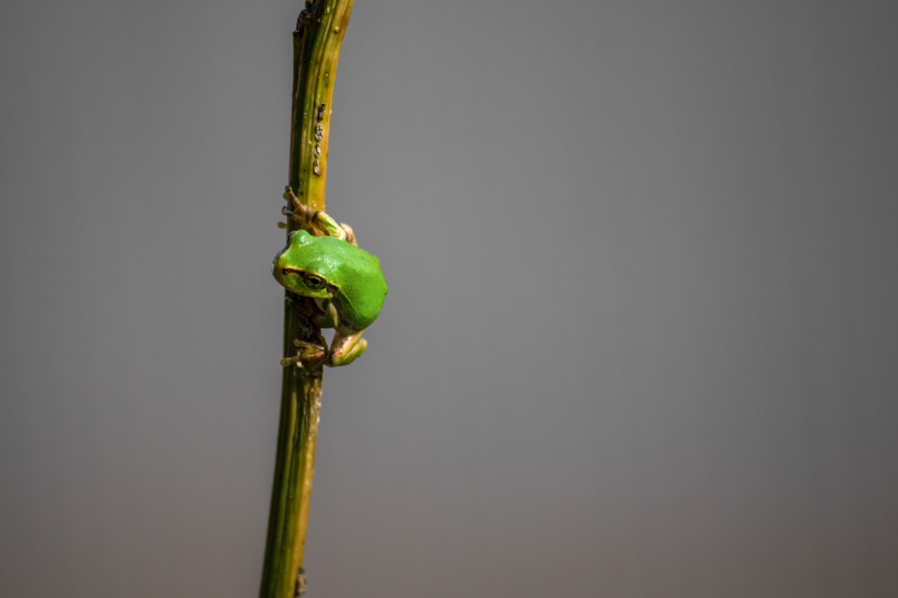 green flower bud with water droplets