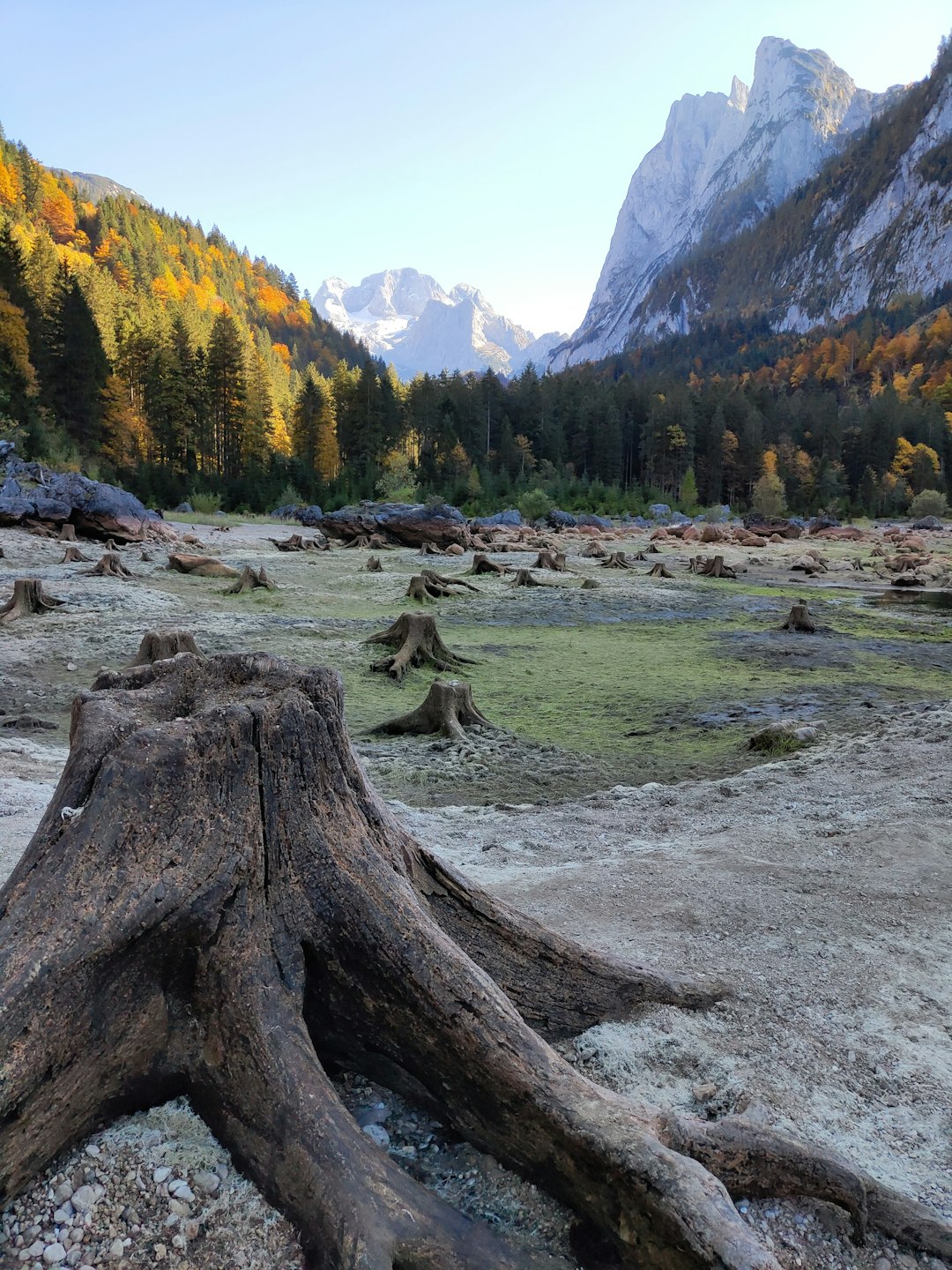 green trees near mountain during daytime