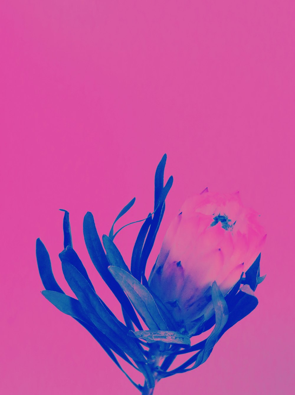 a pink and blue flower against a pink background