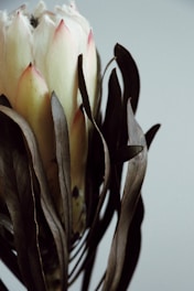 Cape Town's Fynbos