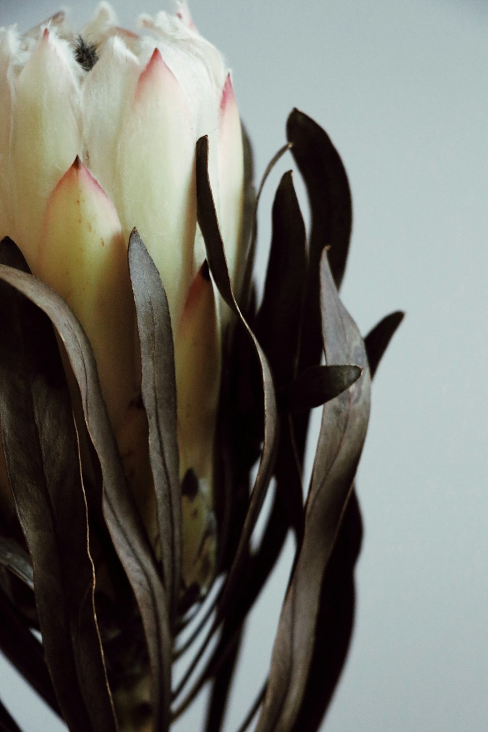 white and green flower petals