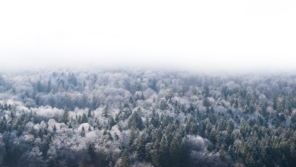 aerial view of forest covered with fog