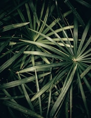 Dense cluster of dark green palm leaves with long, slender fronds overlapping each other in various directions. The leaves are vibrant and fresh, suggesting a tropical or indoor setting.