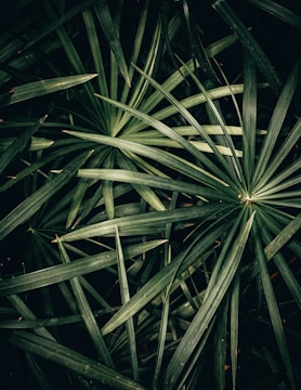 Dense cluster of dark green palm leaves with long, slender fronds overlapping each other in various directions. The leaves are vibrant and fresh, suggesting a tropical or indoor setting.