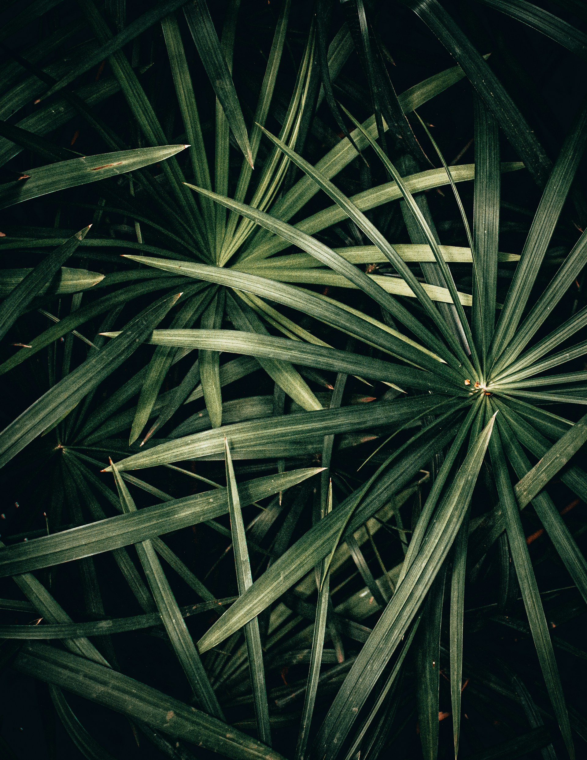 green leaf plant during daytime