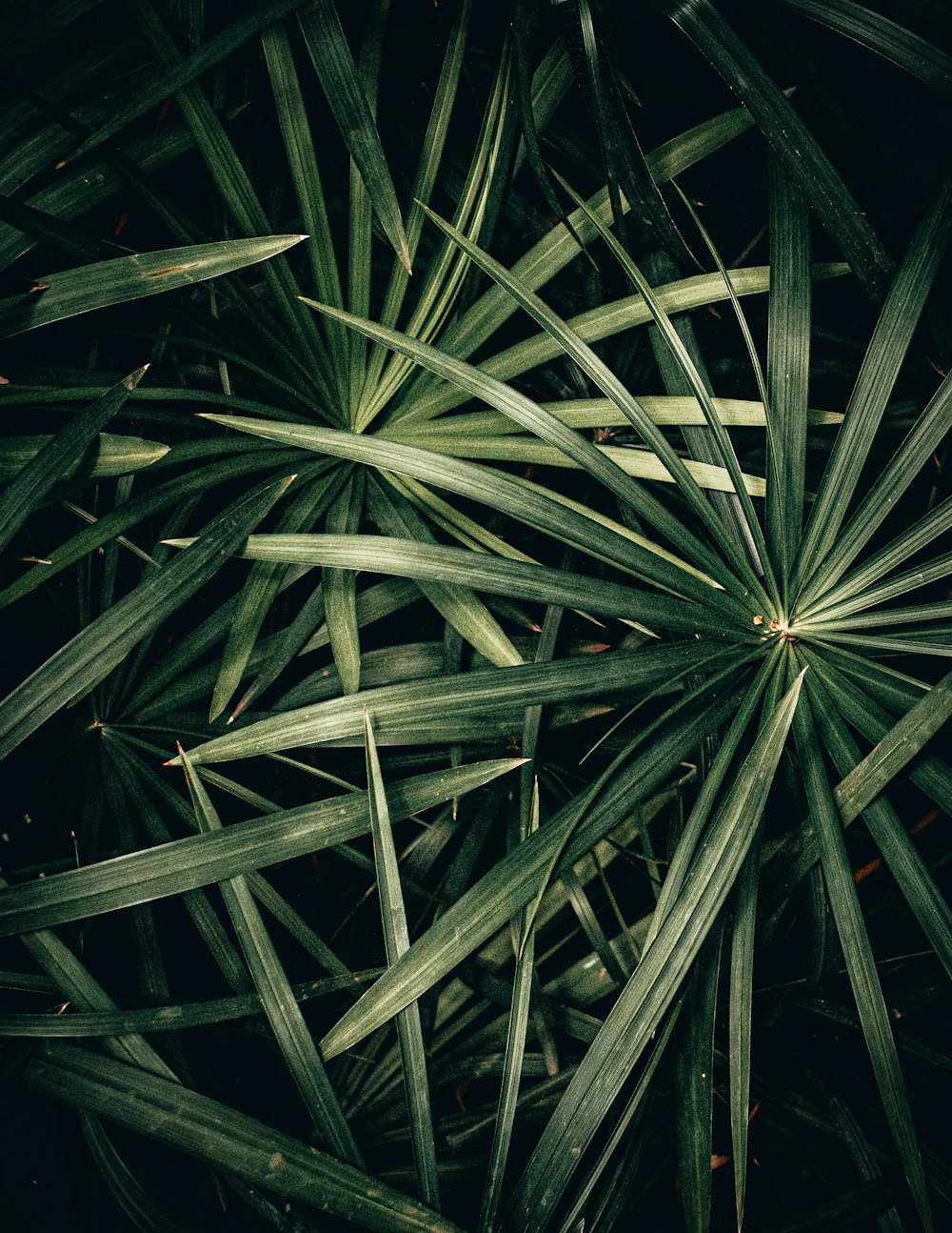 green leaf plant during daytime