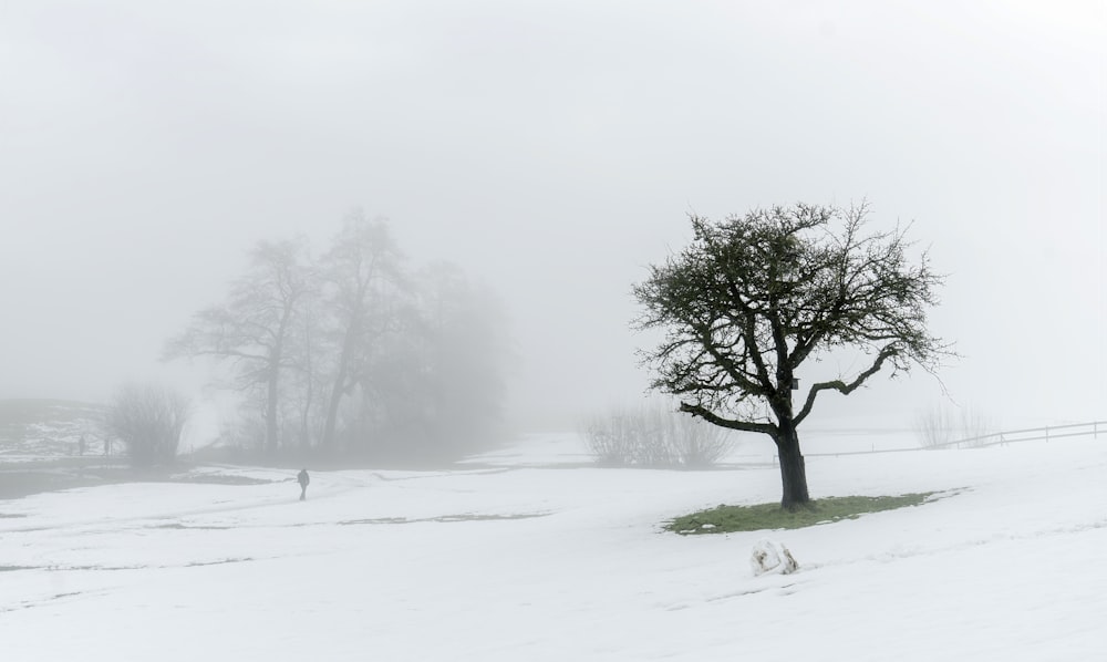 green tree on snow covered ground during daytime