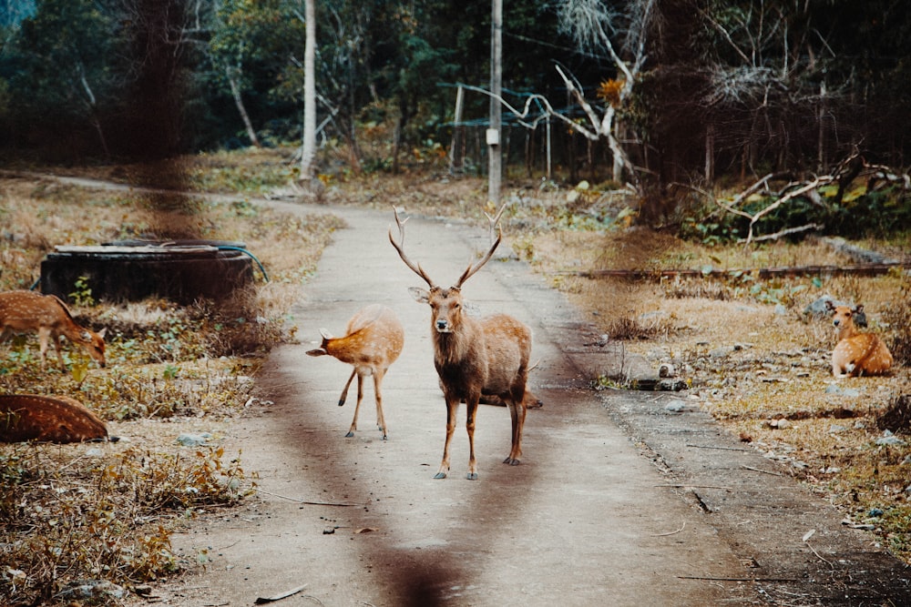 brown deer on gray dirt road during daytime