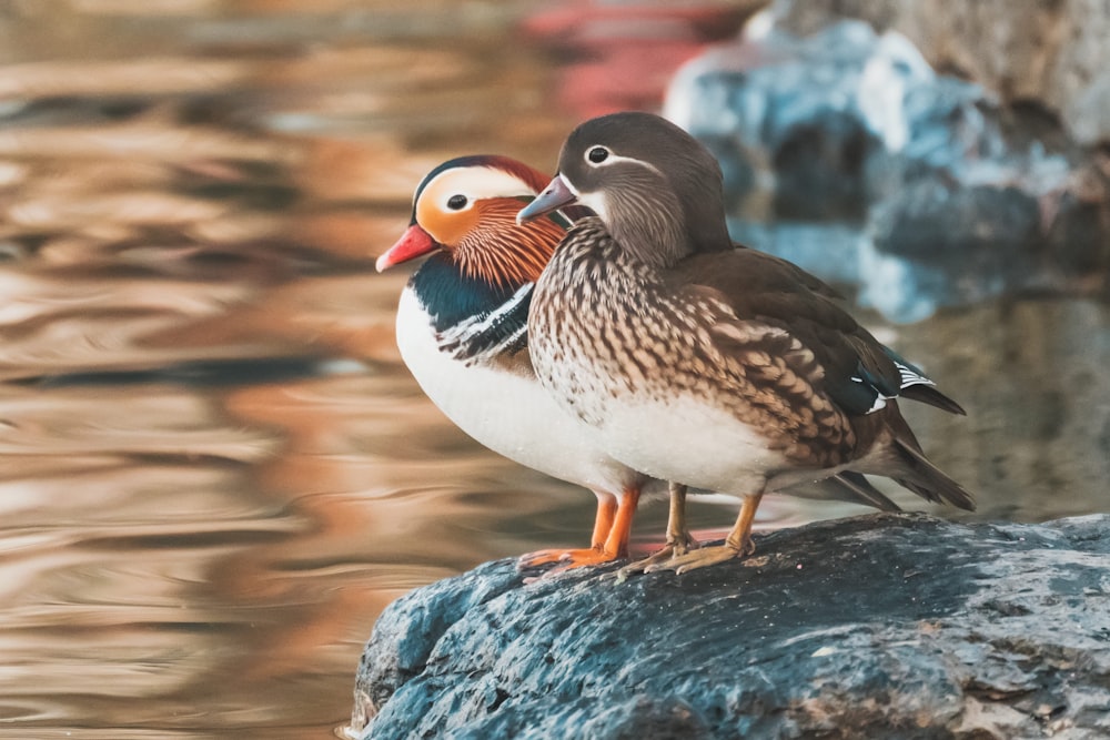 white and brown bird on gray rock