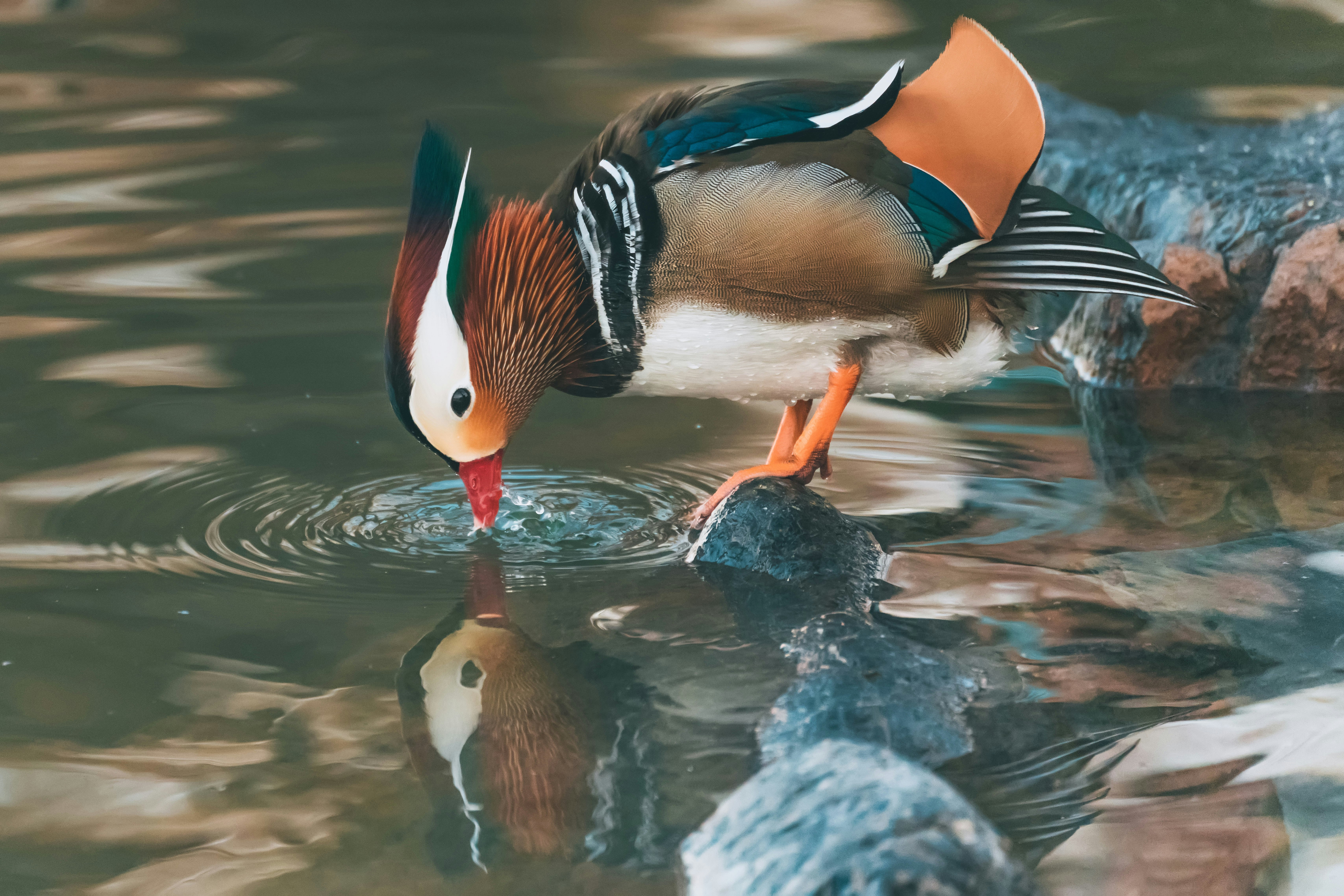 white black and orange duck on water
