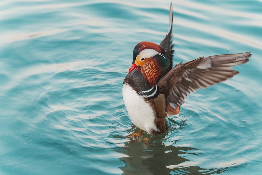 white and brown bird on water