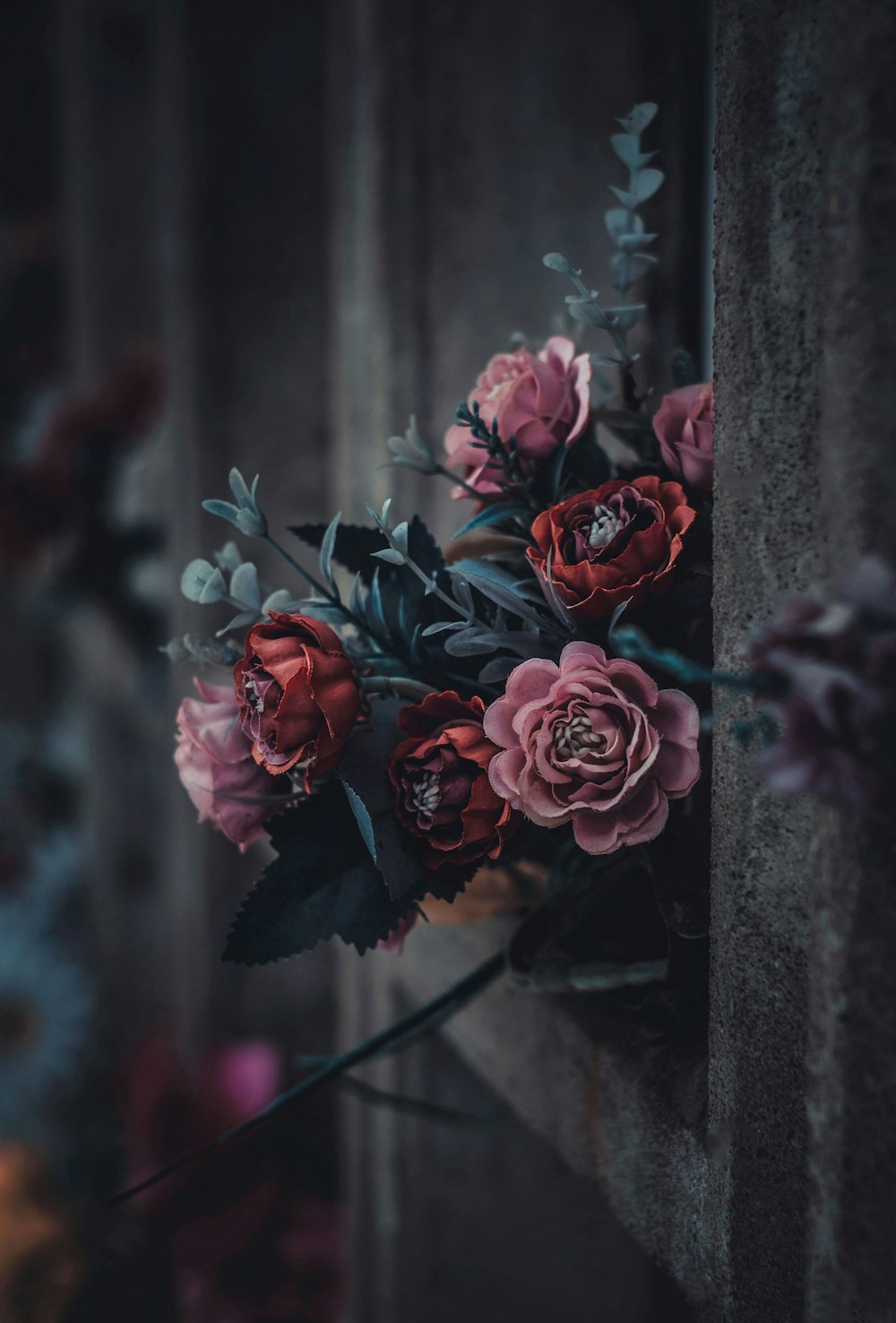 red roses in bloom during daytime