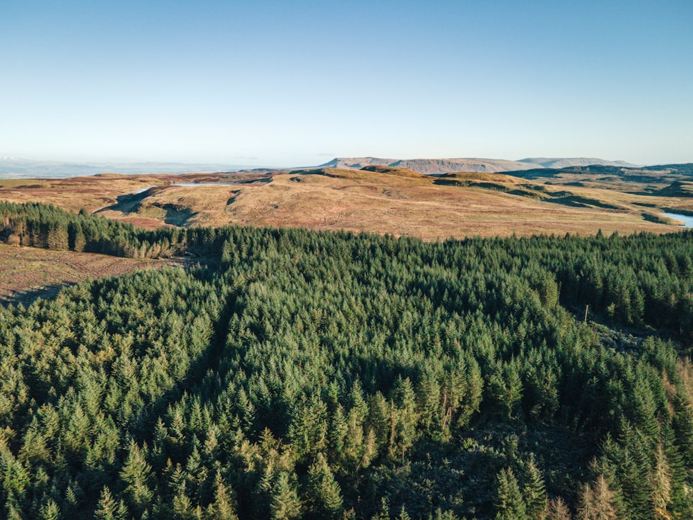 Grüne Bäume auf braunem Feld unter blauem Himmel tagsüber