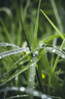 water droplets on green grass