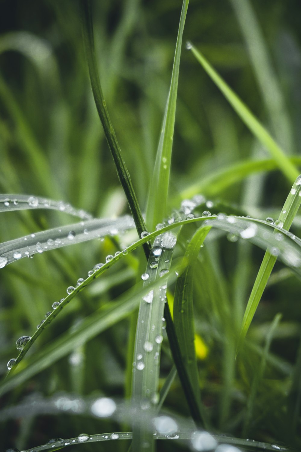 water droplets on green grass