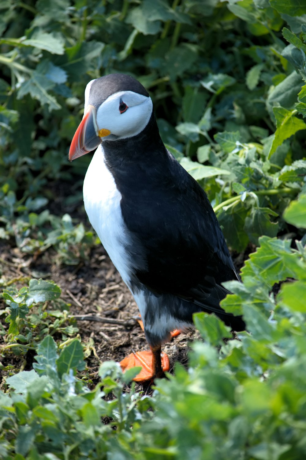 white and black bird on brown dried leaves